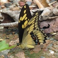 Papilio thoas thoas Linnaeus, 1771