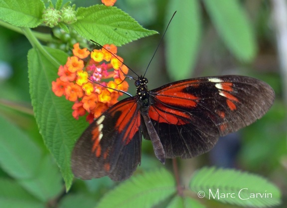 Heliconius melpomene (Linnaeus, 1758)