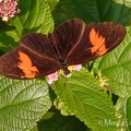 Heliconius melpomene (Linnaeus, 1758)