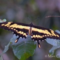 Papilio thoas thoas Linnaeus, 1771