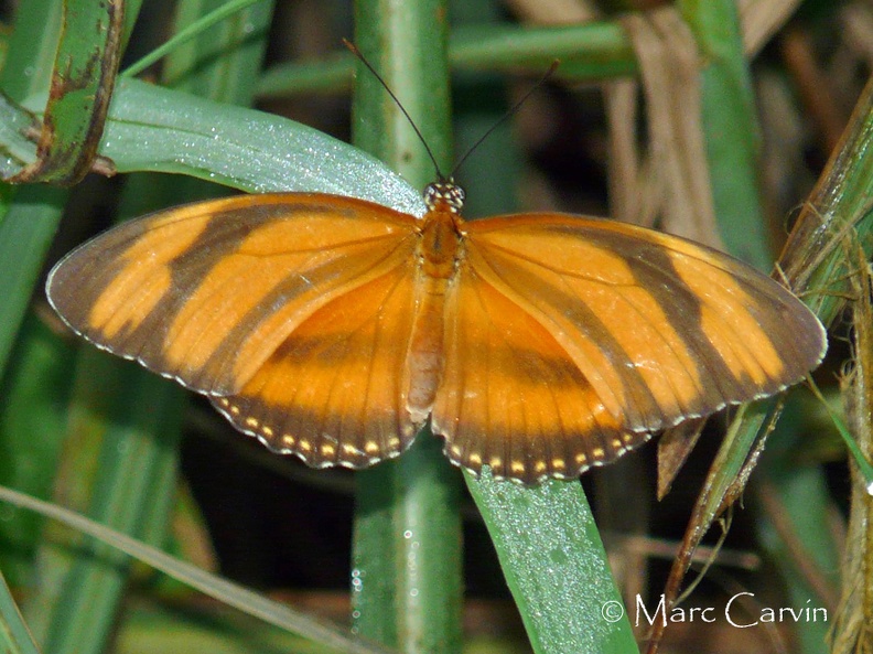 Dryadula phaetusa (Linnaeus, 1758)