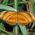 Dryadula phaetusa (Linnaeus, 1758)