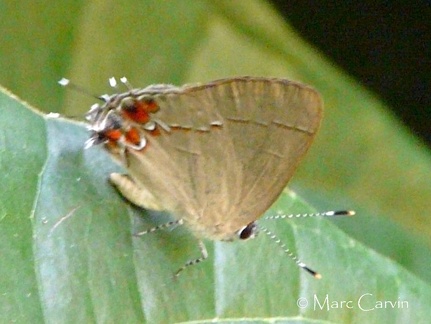 Lycaenidae sp-Ref 8611