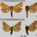 Triodia sylvina (Linnaeus, 1760)