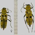 Chlorophorus glabromaculatus (Goeze, 1777)