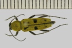 Chlorophorus glabromaculatus