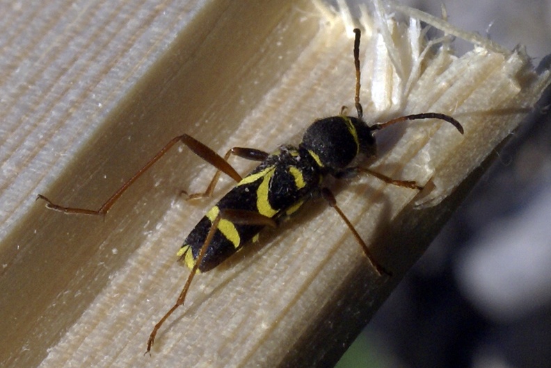 Clytus arietis (Linnaeus, 1758)