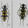 Leptura quadrifasciata Linnaeus, 1758