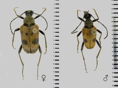 Pachytodes cerambyciformis (Schrank, 1781)