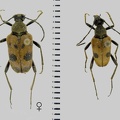 Pachytodes cerambyciformis (Schrank, 1781)