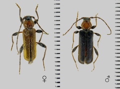 Phymatodes testaceus (Linnaeus, 1758)