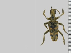 Rhagium sycophanta (Schrank, 1781)