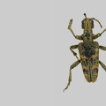 Rhagium sycophanta (Schrank, 1781)