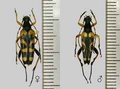 Rutpela maculata (Poda, 1761)