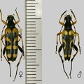 Rutpela maculata (Poda, 1761)