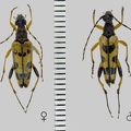 Rutpela maculata (Poda, 1761)