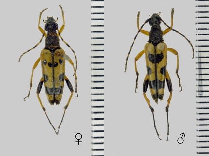 Rutpela maculata (Poda, 1761)