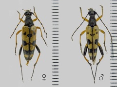 Rutpela maculata (Poda, 1761)