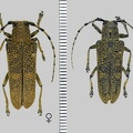 Saperda carcharias (Linnaeus, 1758)