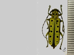 Saperda perforata (Pallas, 1773)