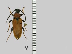 Stictoleptura rubra (Linnaeus, 1758)