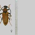 Stictoleptura rubra (Linnaeus, 1758)