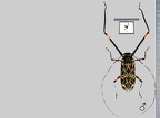 Coléoptères (Beetles)