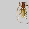 Coccoderus longespinicornis Fuchs, 1964