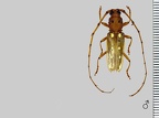 Coccoderus longespinicornis