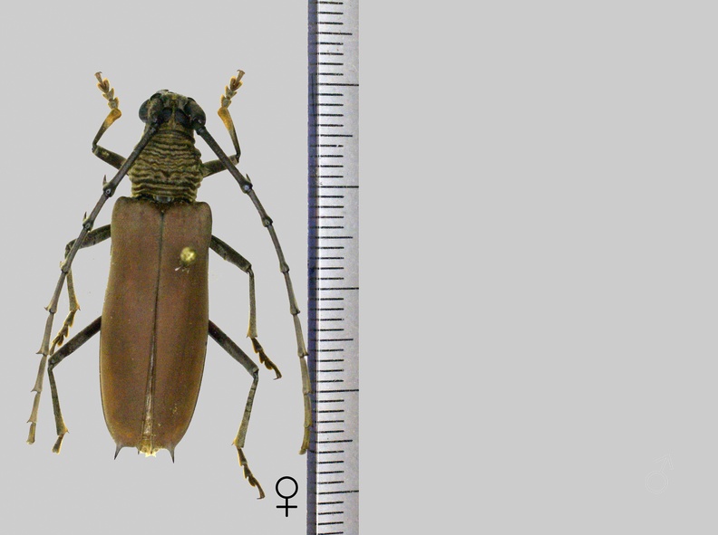 Jupoata rufipennis (Gory in Guérin-Méneville, 1831).jpg