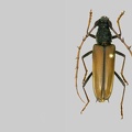 Potiaxixa longipennis (Zajciw, 1966)