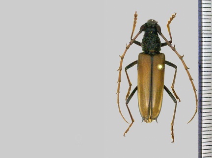 Potiaxixa longipennis (Zajciw, 1966)