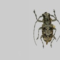 Steirastoma melanogenys White, 1855