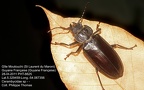 1-Cerambycidae de Guyane à identifier ou en cours de description