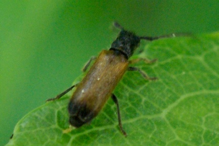 Tetrops praeustus (Linnaeus, 1758)