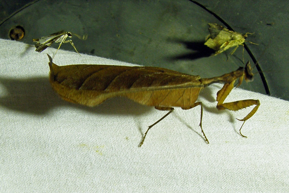 Pseudacanthops spinulosa (Saussure, 1870)