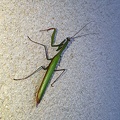 <!--hidden-->Mantis religiosa (Linnaeus, 1758)-Plage du Paracou