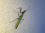 <!--hidden-->Mantis religiosa (Linnaeus, 1758)-Plage du Paracou