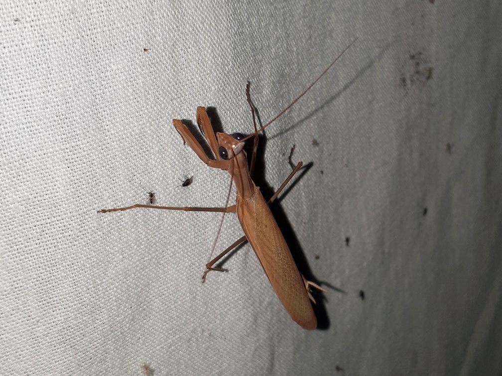 Mantis religiosa (Linnaeus, 1758)