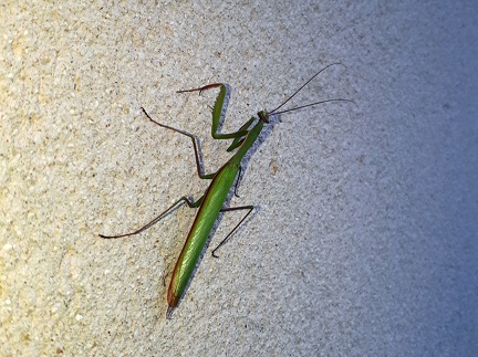 Mantis religiosa (Linnaeus, 1758)