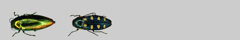 Buprestidae-FR.jpg