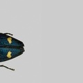 <!--hidden-->Buprestidae-FR