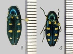 Buprestis octoguttata Linnaeus, 1758