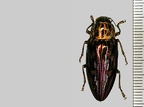 Coléoptères - Beetles