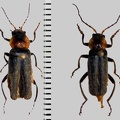 Cantharis obscura Linnaeus, 1758