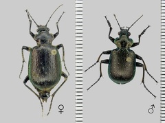 Calosoma inquisitor (Linnaeus, 1758)