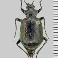 <!--hidden-->Calosoma inquisitor (Linnaeus, 1758)-Lèves-Chavannes
