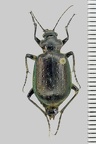 <!--hidden-->Calosoma inquisitor (Linnaeus, 1758)-Lèves-Chavannes