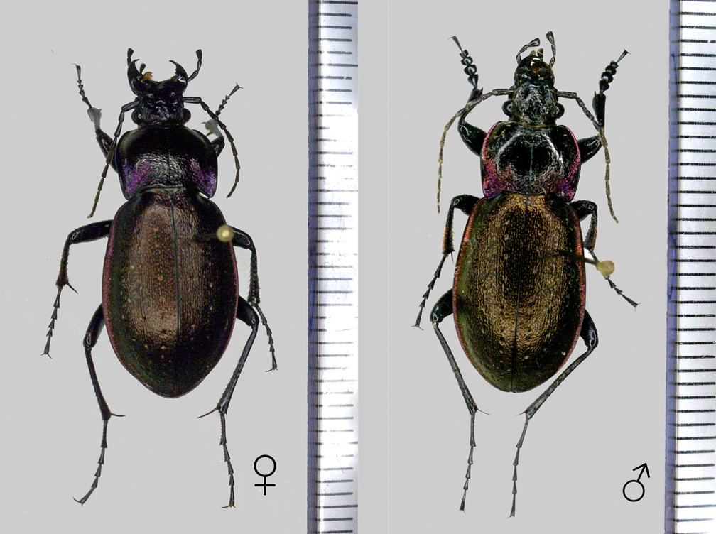 Carabus nemoralis O.F. Müller, 1764