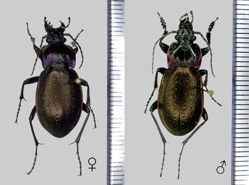 Carabus nemoralis O.F. Müller, 1764.jpg